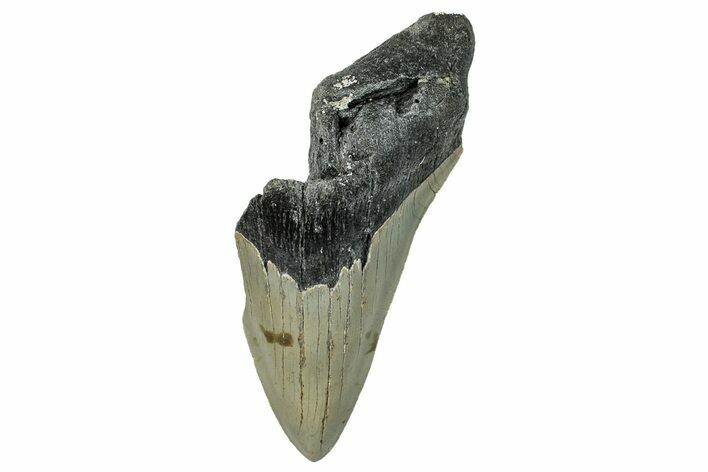 Partial, Fossil Megalodon Tooth - Serrated Blade #294694